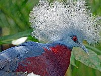 Western Crowned Pigeon